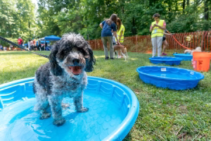 A dog standing in a blue kiddie pool with other dogs in the background