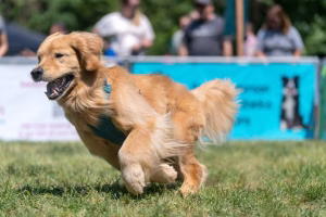 A golden retriever running through a grassy field, showcasing its agility and speed.