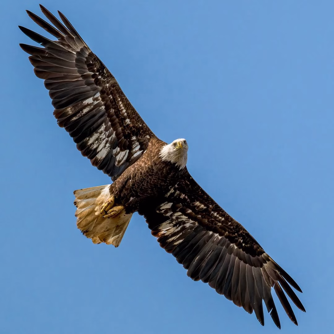 A majestic eagle soaring through the sky, its wings spread wide.