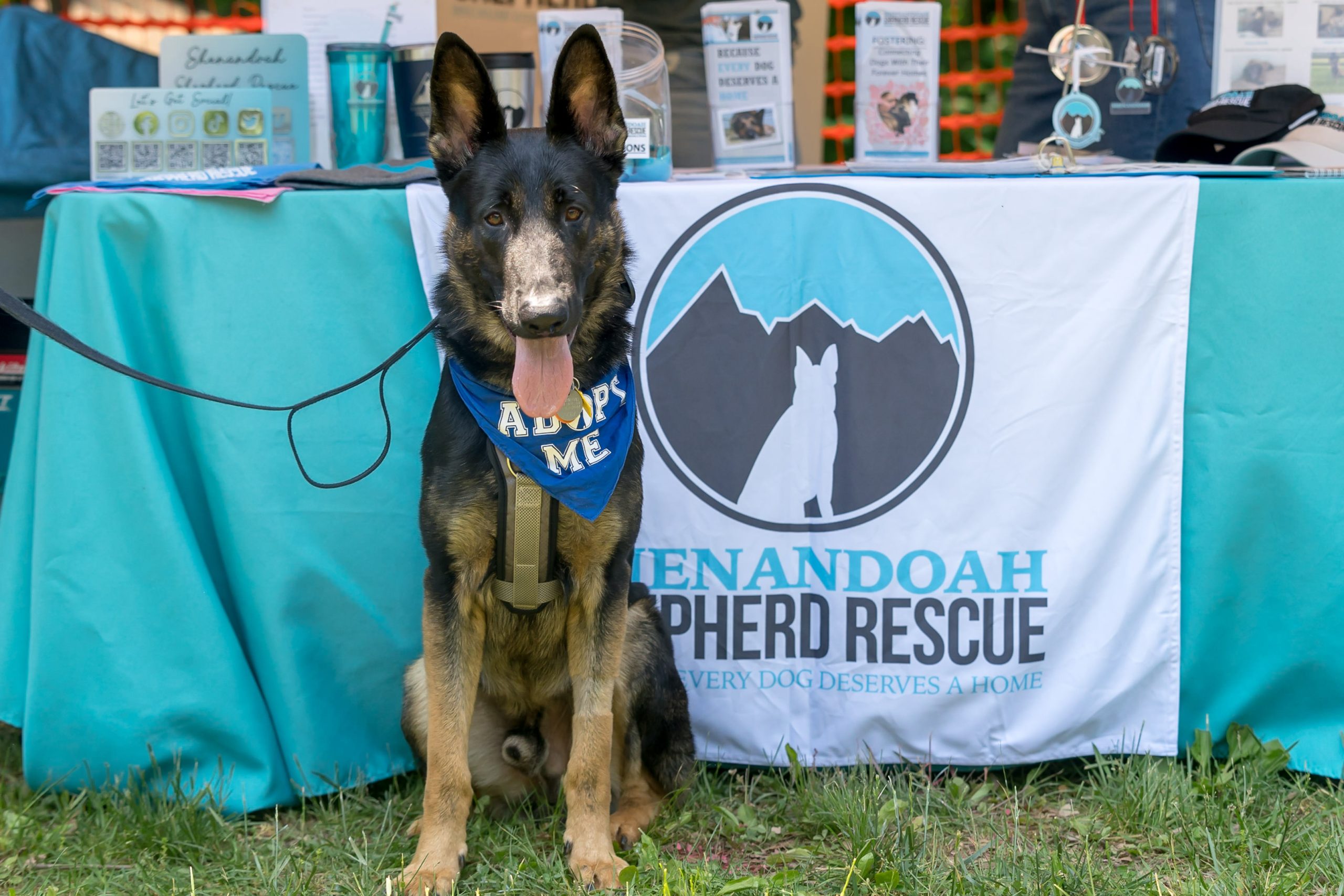 Large dog seated in front of Shenandoah Shepard Rescue booth.