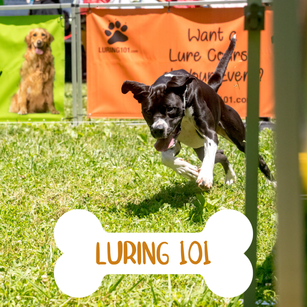 Dog running in Luring 101 at event